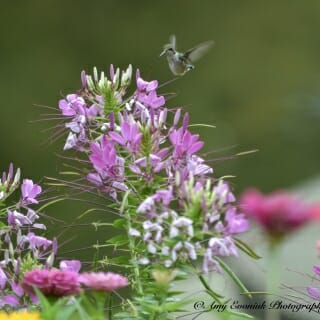 Photo: Hummingbird on flower