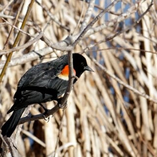 Photo: Red wing blackbird on dead grass