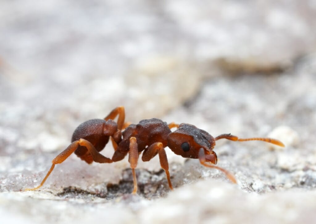 Photo: An ant crawls.