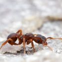 Photo: An ant crawls.