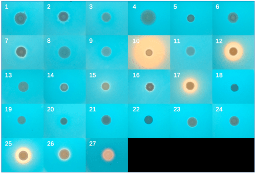 Photo: Images of yeast, some of them glowing orange