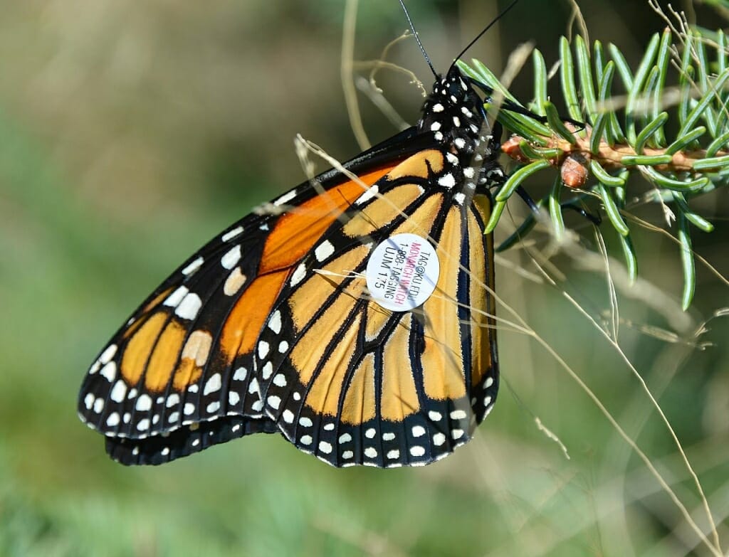 Photo: Butterly with tracking tag on wing