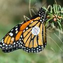 Photo: Butterly with tracking tag on wing