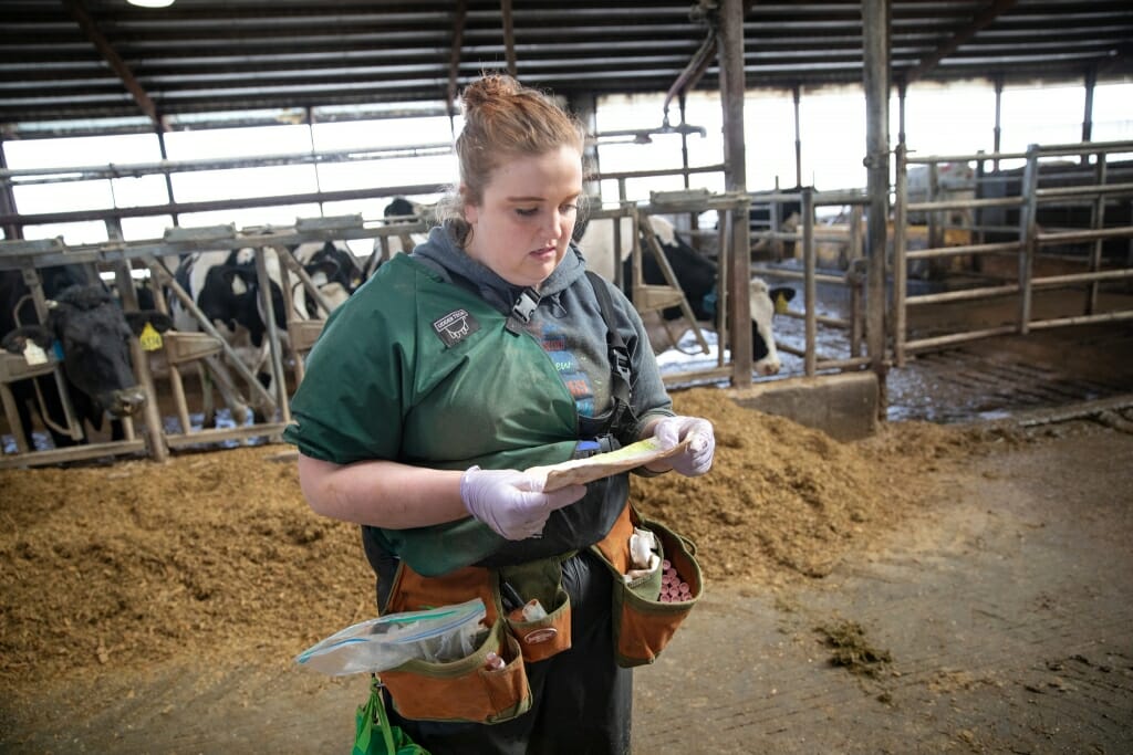 Photo: Megan reading a piece of paper in front of cows