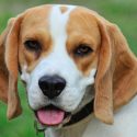 Photo: Closeup of dog's head