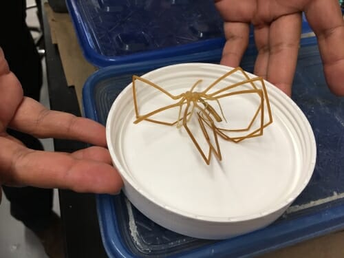 Photo: Closeup of sea spider in a dish