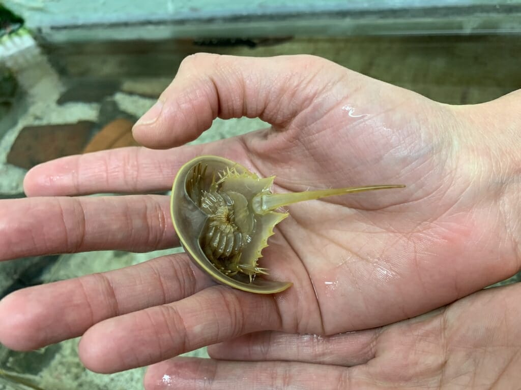 Photo: Closeup of hand holding horseshoe crab