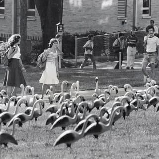 Photo: Passersby looking at lawn flamingos