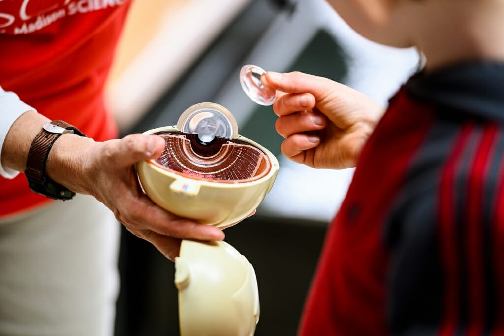 Photo of a young visitor exploring a model of the human eye.