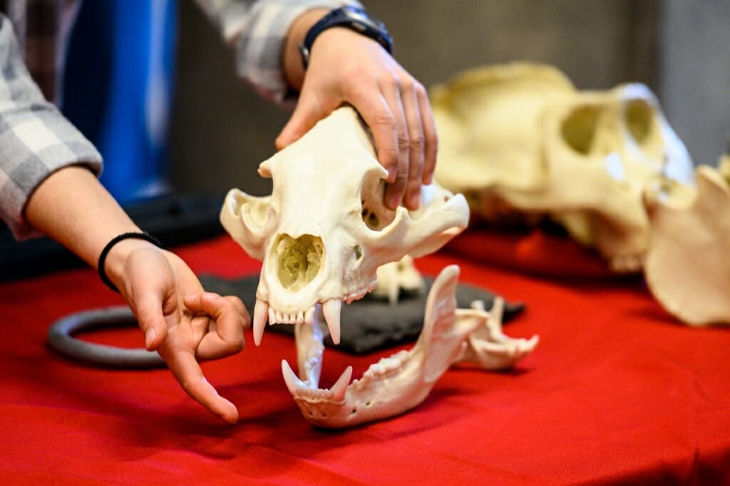 Photo of a bear skull