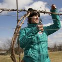 Photo: A woman uses clippers to trim a vine.