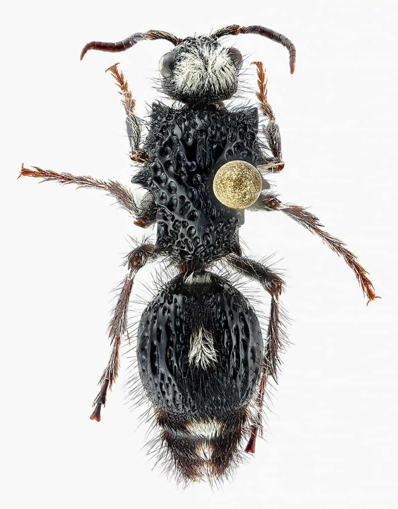 Photo: a pinned specimen of a wasp from a family of wasps commonly known as velvet ants