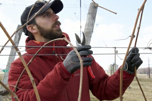 Photo: A man uses clippers to trim a vine.