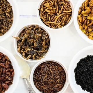 Photo: A variety of insects in various bowls.