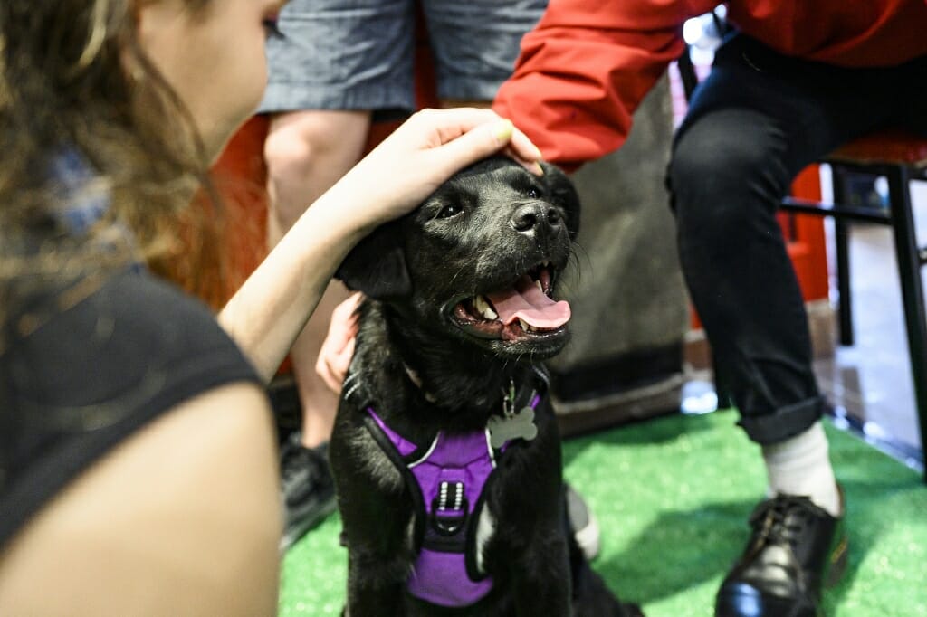 Photo: A dog is patted on the head.