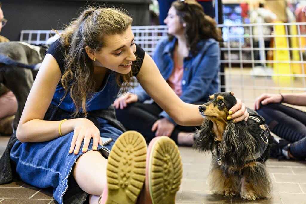 Photo: A woman pets a dachshund.