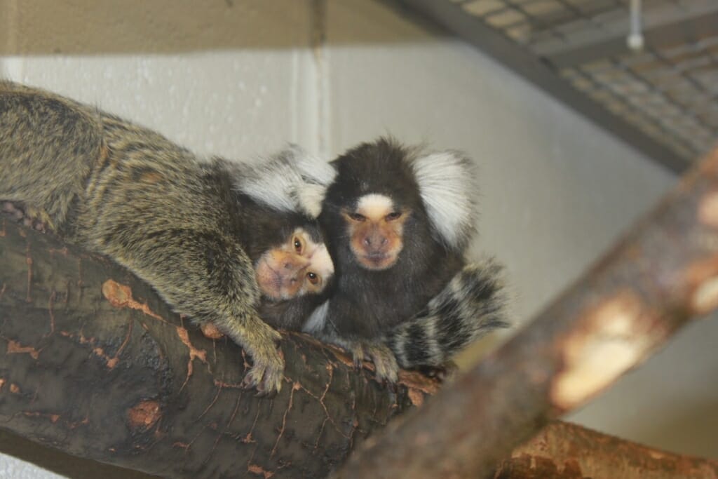 Photo: 2 marmosets on a branch in a lab