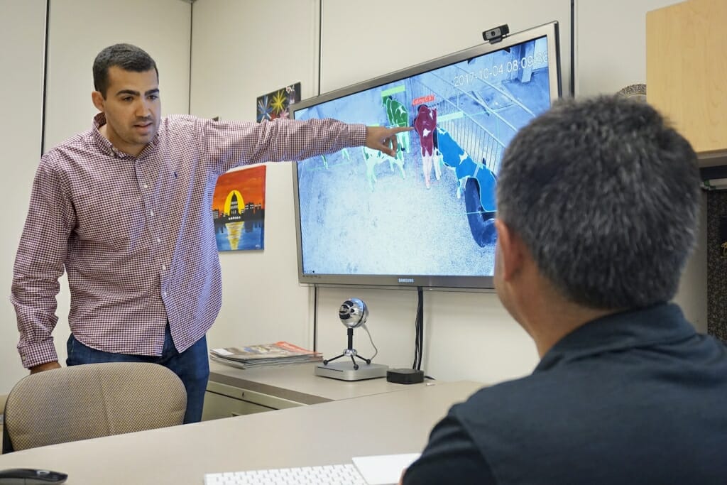 Photo: A man points to a monitor showing images of calves, as another listens.