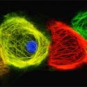 Photo: Colored microscopic image of iPSC-derived crdiomyocytes