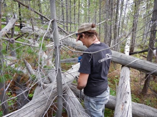 Photo: Graduate student and study co-author Kristin Braziunas samples dead wood in an area that burned in Yellowstone’s historic 1988 fires but did not re-burn in 2016.