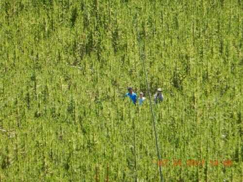 Photo: Researchers and field assistants stand in the middle of a very dense stand of lodgepole pines that regenerated following Yellowstone’s historic fires of 1988. In 2016, patches of forest like this burned so severely that only stumps remained, earning a new name for the type of fire: “crown fire plus.”