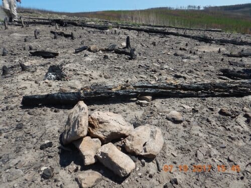 Photo: The pile of rocks with the nail in the middle signifies a long-term study plot Monica Turner and her research group established at Yellowstone National Park in 1990 following the park’s historic 1988 fires. This same plot burned again in 2016. Historically, fires burn in Yellowstone only every 100 to 300 years.