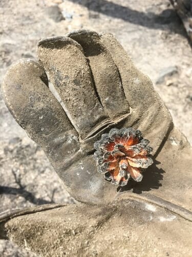 Photo: The serotinous cone of a lodgepole pine, opened by the flames of the Maple Fire.