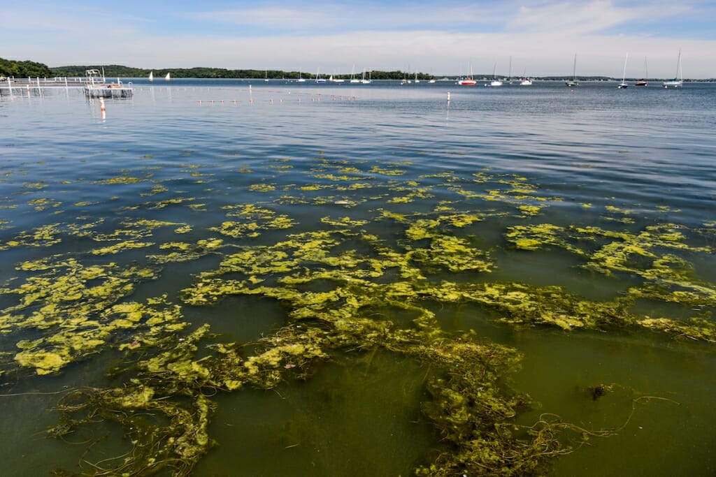 Photo: Algae on surface of lake