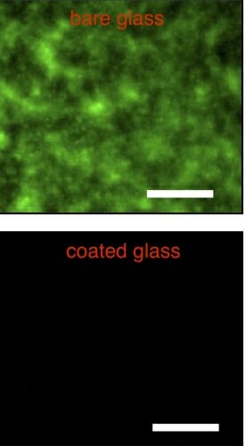 Photo: Microscopic images of regular slide and SLIPS slide