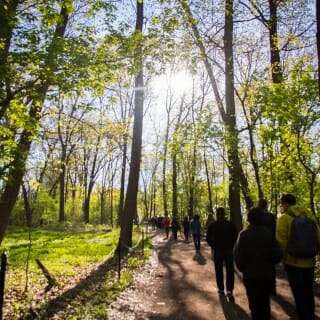 Photo: Sun shining through treetops