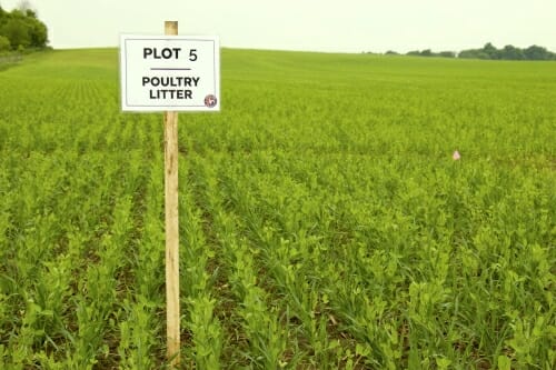 Photo: A field of green plants, with a sign in it.