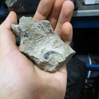 Photo: A dinosaur fossil