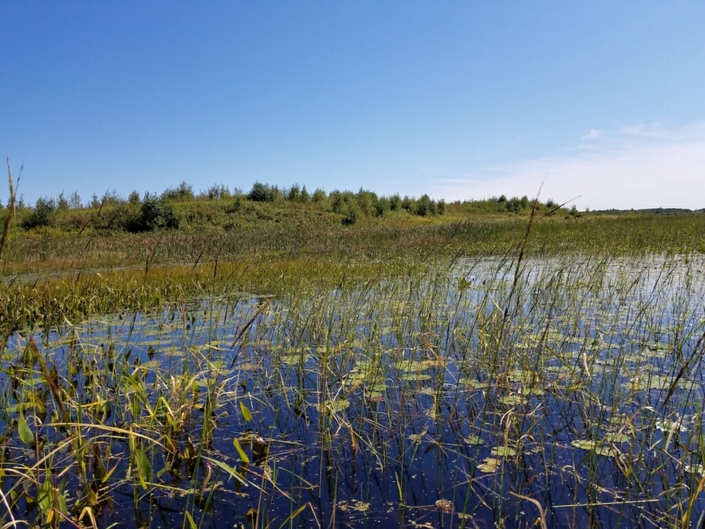 Photo: Rice bed