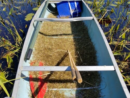 Photo: Canoe on the water filled with wild rice