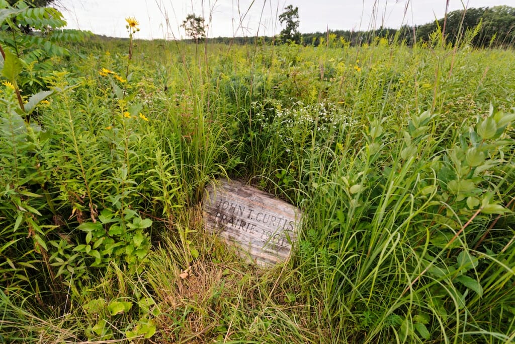 Photo: Vast expanse of prairie plants