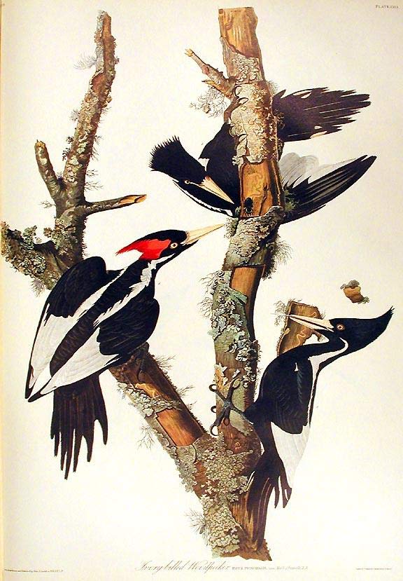 Painting: Woodpeckers on tree branches