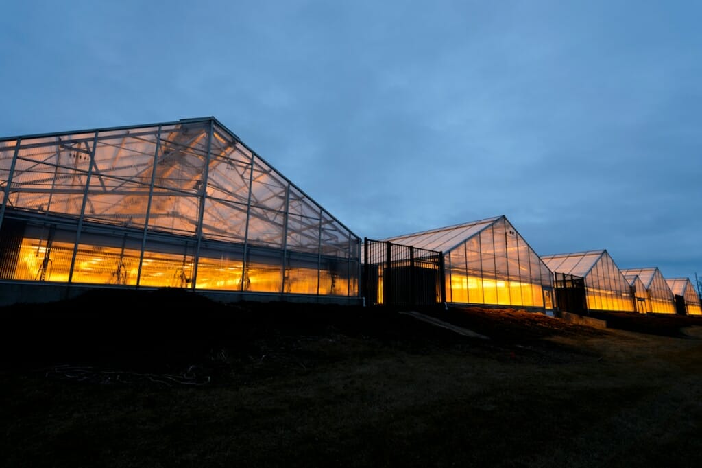 Photo: Exterior of greenhouses lit up at dusk