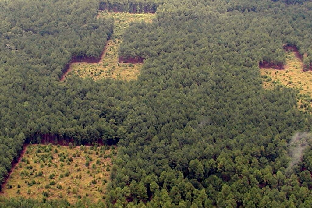 Photo: Aerial photo of trees