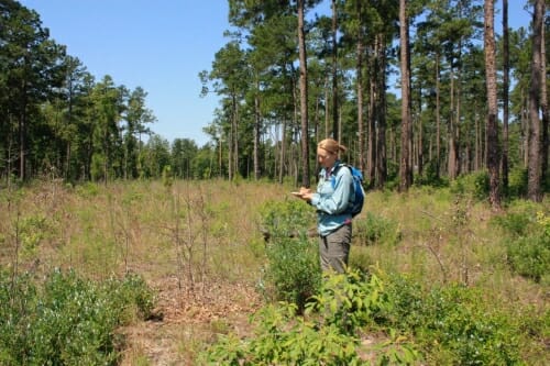 Photo: Damschen standing in clearing taking notes