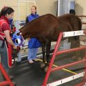 Photo: A horse stands in a machine.