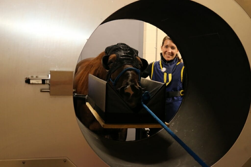 Photo: A horse is shown in the scanning machine.