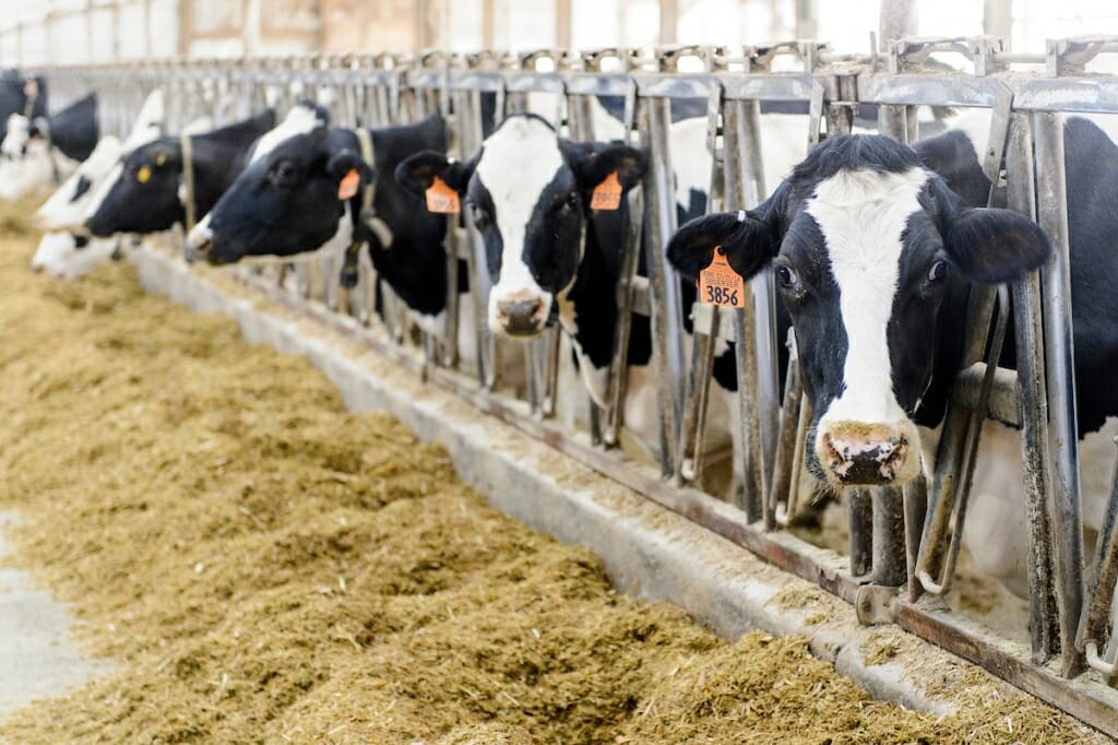 Photo: Cows in a barn