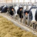 Photo: Cows in a barn