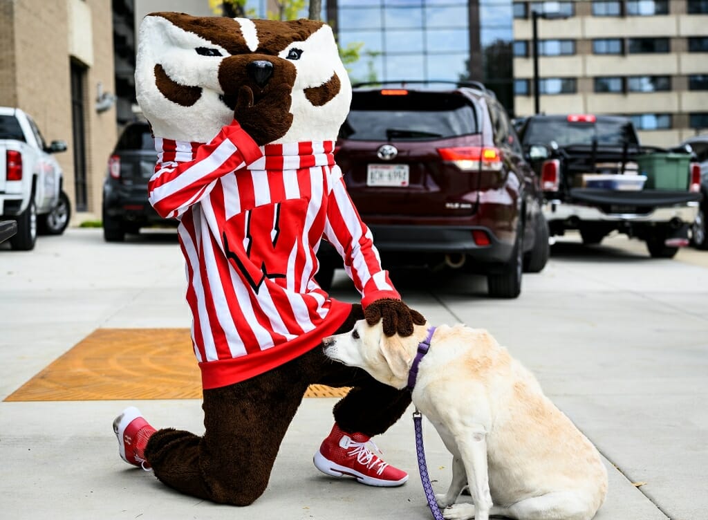 Photo of Bucky petting a Labrador retriever