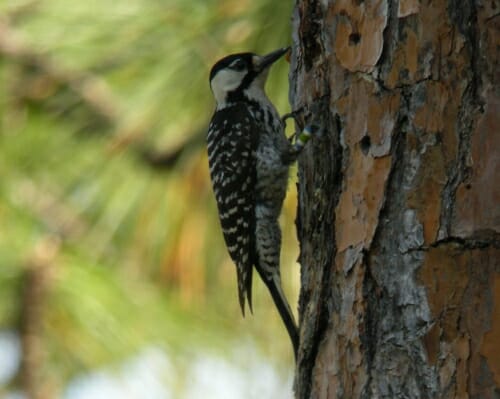 Photo: woodpecker perched on tree trunk