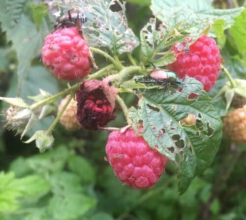 Photo: Closeup of bugs on plant