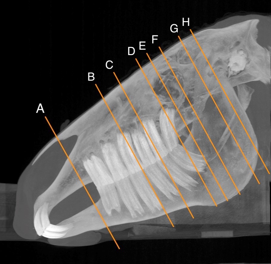 Image: A horse's head, with bone structure and soft flesh visible..