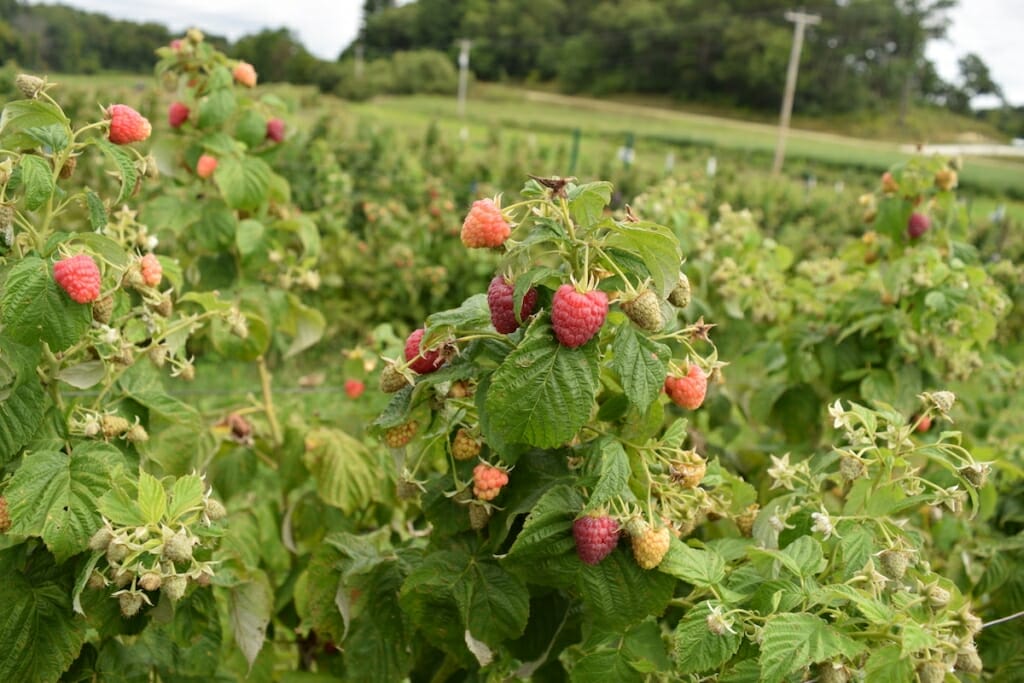 Photo: Closeup of raspberry plants