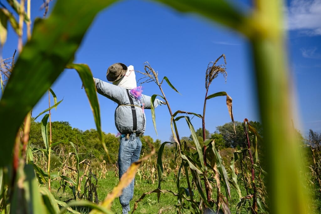 Photo: a scarecrow in a garden.