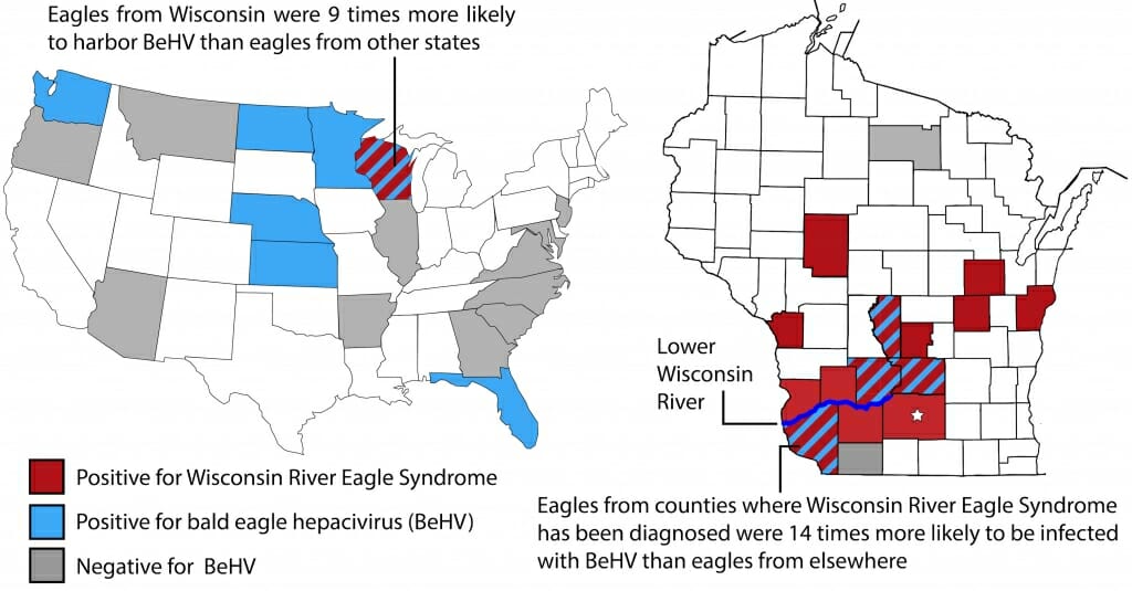 Graphic: Maps of U.S. and Wisconsin showing where diseased eagles were found